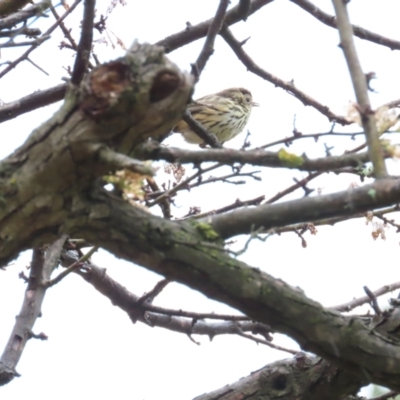 Pyrrholaemus sagittatus (Speckled Warbler) at Tharwa, ACT - 11 May 2024 by BenW