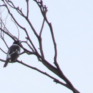 Cracticus nigrogularis at Tharwa, ACT - 11 May 2024