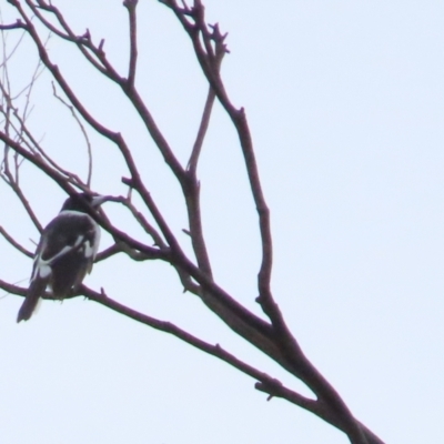 Cracticus nigrogularis (Pied Butcherbird) at Tharwa, ACT - 11 May 2024 by BenW