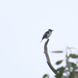 Cracticus nigrogularis at Tharwa, ACT - 11 May 2024