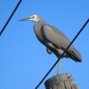 Egretta novaehollandiae at Griffith, ACT - 23 May 2024 03:47 PM