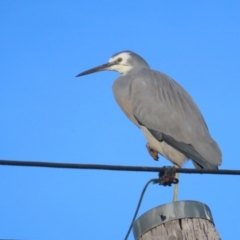 Egretta novaehollandiae at Griffith, ACT - 23 May 2024 03:47 PM