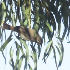 Caligavis chrysops (Yellow-faced Honeyeater) at Griffith, ACT - 19 May 2024 by BenW