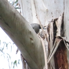 Strepera versicolor (Grey Currawong) at Tallaganda State Forest - 25 May 2024 by BenW