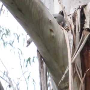 Strepera versicolor at QPRC LGA - 25 May 2024