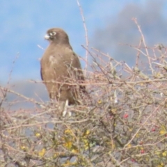 Falco berigora (Brown Falcon) at Primrose Valley, NSW - 25 May 2024 by BenW