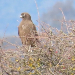 Falco berigora (Brown Falcon) at QPRC LGA - 25 May 2024 by BenW