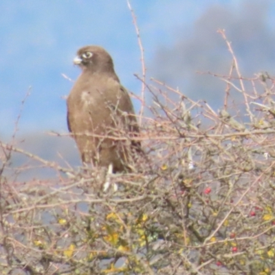 Falco berigora (Brown Falcon) at Primrose Valley, NSW - 25 May 2024 by BenW