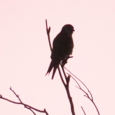 Falco longipennis (Australian Hobby) at Jerrabomberra Wetlands - 19 May 2024 by BenW