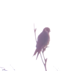 Falco longipennis at Jerrabomberra Wetlands - 19 May 2024 05:24 PM