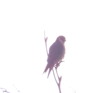 Falco longipennis at Jerrabomberra Wetlands - 19 May 2024 05:24 PM