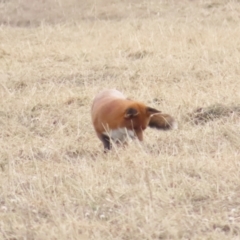 Vulpes vulpes (Red Fox) at QPRC LGA - 25 May 2024 by BenW