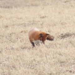 Vulpes vulpes (Red Fox) at Primrose Valley, NSW - 25 May 2024 by BenW