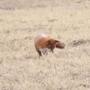 Vulpes vulpes at QPRC LGA - 25 May 2024