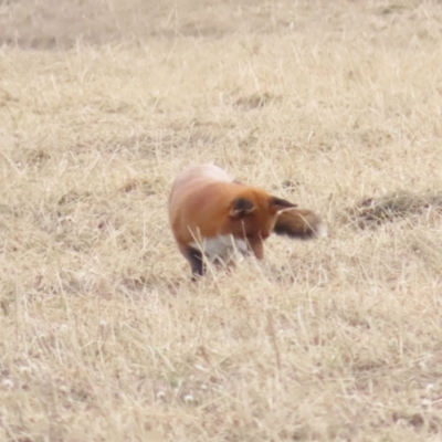 Vulpes vulpes (Red Fox) at Primrose Valley, NSW - 25 May 2024 by BenW