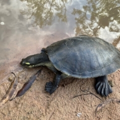 Emydura macquarii kreffti (Krefft's Turtle) at Pacific Haven, QLD - 26 May 2024 by donjohnston
