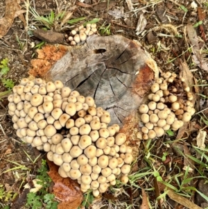 Coprinellus micaceus group at Curtin, ACT - 26 May 2024