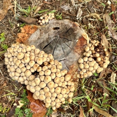 Coprinellus micaceus group at Curtin, ACT - 25 May 2024 by JW