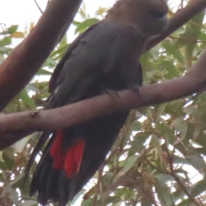 Calyptorhynchus lathami lathami at Mystery Bay, NSW - 17 Jan 2024