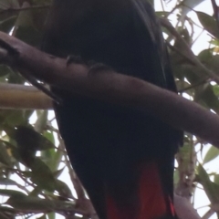 Calyptorhynchus lathami lathami at Mystery Bay, NSW - 17 Jan 2024