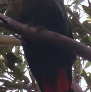 Calyptorhynchus lathami lathami at Mystery Bay, NSW - 17 Jan 2024