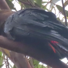 Calyptorhynchus lathami lathami at Mystery Bay, NSW - suppressed