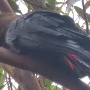 Calyptorhynchus lathami lathami at Mystery Bay, NSW - 17 Jan 2024