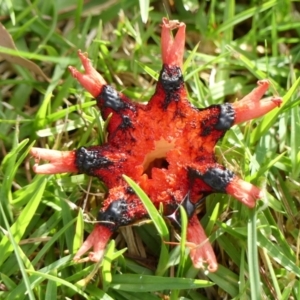 Aseroe rubra at Wingecarribee Local Government Area - 25 May 2024 12:43 PM