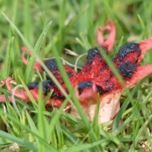 Aseroe rubra at Wingecarribee Local Government Area - 25 May 2024