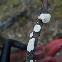 Trametes sp. at Jerangle, NSW - 25 May 2024