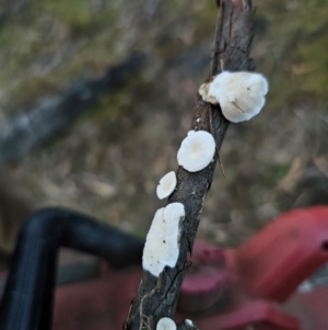 Trametes sp. at Jerangle, NSW - 25 May 2024