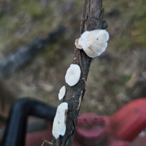 Trametes sp. at Jerangle, NSW - 25 May 2024 04:17 PM