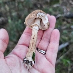 Unidentified Cap on a stem; gills below cap [mushrooms or mushroom-like] at Jerangle, NSW - 25 May 2024 by Csteele4