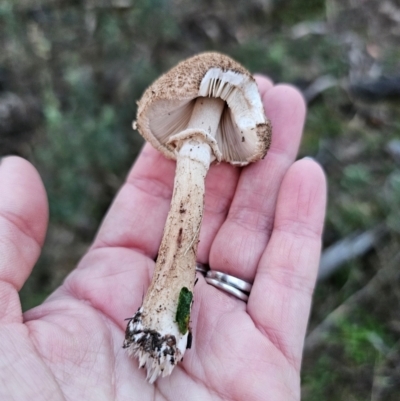 Unidentified Cap on a stem; gills below cap [mushrooms or mushroom-like] at Jerangle, NSW - 25 May 2024 by Csteele4