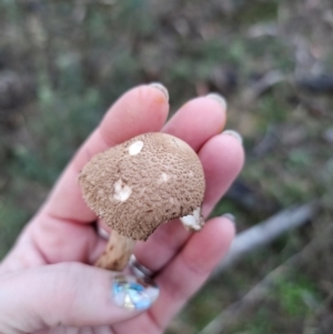 Macrolepiota clelandii at Jerangle, NSW - 25 May 2024 04:49 PM