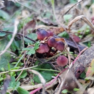 Mycena kuurkacea at Jerangle, NSW - 25 May 2024