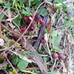 Mycena kuurkacea at Jerangle, NSW - 25 May 2024