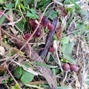 Mycena kuurkacea at Jerangle, NSW - 25 May 2024