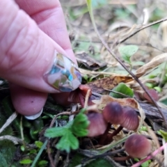 Mycena kuurkacea at Jerangle, NSW - 25 May 2024