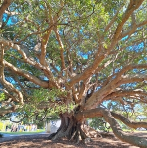 Ficus obliqua at Milton, NSW - 26 May 2024 11:15 AM