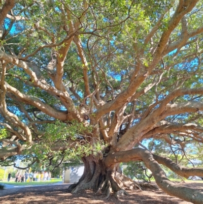 Ficus obliqua (Small-leaved Fig) at Milton, NSW - 26 May 2024 by forest17178