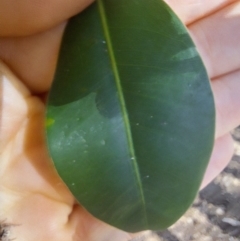 Ficus obliqua at Milton, NSW - 26 May 2024 11:15 AM