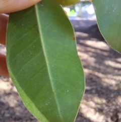 Ficus obliqua at Milton, NSW - 26 May 2024 11:15 AM