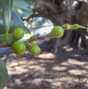 Ficus obliqua at Milton, NSW - 26 May 2024