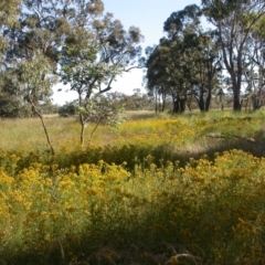 Hypericum perforatum (St John's Wort) at Hackett, ACT - 4 Dec 2005 by waltraud