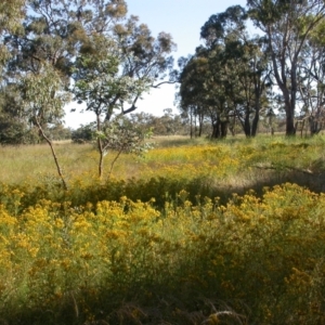 Hypericum perforatum at Mount Majura - 5 Dec 2005 07:54 AM