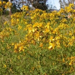 Hypericum perforatum at Mount Majura - 5 Dec 2005