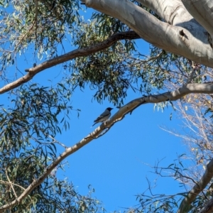 Coracina novaehollandiae at Evatt, ACT - 26 May 2024