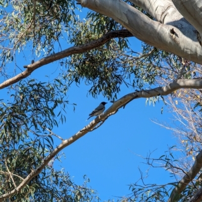 Coracina novaehollandiae (Black-faced Cuckooshrike) at Evatt, ACT - 26 May 2024 by rbannister