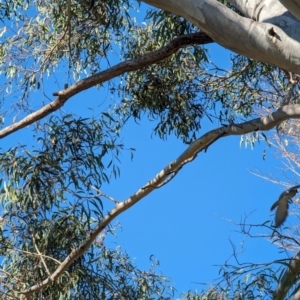 Coracina novaehollandiae at Evatt, ACT - 26 May 2024